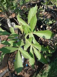 Image result for Cussonia sessilis