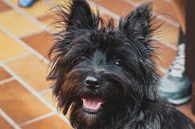 Image result for cairn teriér