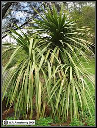 Image result for Dracaenaceae