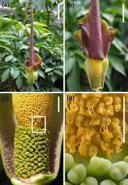 Image result for Amorphophallus abyssinicus