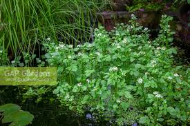 Image result for Nasturtium microphyllum