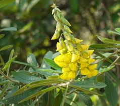 Image result for Crotalaria oocarpa