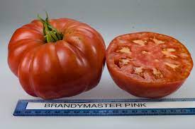 Rare seeds pork chop 2015 addition. Tomato Varieties Rutgers Njaes