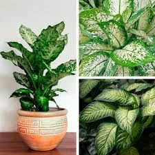 Check spelling or type a new query. Dumb Cane Dieffenbachia Species My Garden Life