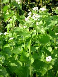 That white cotton spiderweb looking stuff is mold. Weeds How To Identify Them Get Rid Of Them Or Live With Them