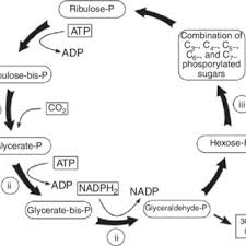 We did not find results for: 1 Major Products Of The Light And Dark Reactions Of Photosynthesis Download Scientific Diagram
