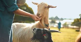 Look a goat :1 year of good luck bestowed upon you. Does Goat S Milk Contain Lactose