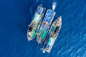 Be sure to include information about the type of bait you used and the location where you landed your catch. Seaspiracy As Divers Should We Stop Eating Fish Deeperblue Com