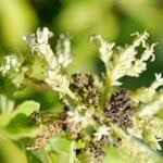 Image result for Hoslundia