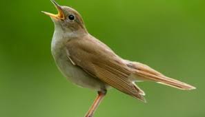 Sekarang anda juga dapat mengunduh video suara burung flamboyan betina gacor mp4. Lebih Bagus Suara Burung Common Nightingale Atau Burung Thrush Nightingale Burungnya Com