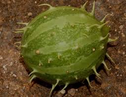 Image result for Cucumis myriocarpus