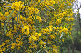 Image result for Acacia quiterajoensis
