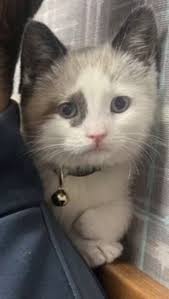 Sorry the drinks were pretty much gone before I realized I should take a  picture… We visited this wonderful boba and pet supplies store today. They  have a separate room and if