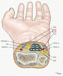 Diagrams of the dorsal (a) and palmar (b) aspect of the thumb show the muscle and tendon anatomy with respect to osseous and soft tissue structures. Axial Anatomy Of Left Wrist Of The Most Commonly Injured Level Download Scientific Diagram