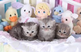 Kitty mommy will go to hospital, you should prepare some necessities for her. Tiny Tots Birth Beyond Newborn Baby Kittens Newborn Kittenspersian Himalayan Kittens For Sale In A Rainbow Of Colors In Business For 32 Years