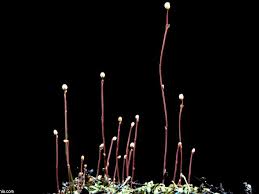 Image result for Utricularia subulata
