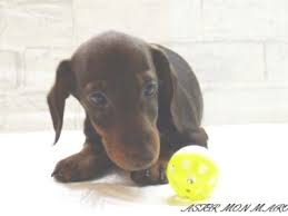 Join our community of paw lovers across the u.s. Puppies For Sale Page 2 Dogs Jelena Dog Shows
