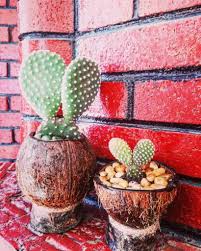 The pad is potted using a good cactus mix that includes 40 percent sand, 40 percent potting soil and 20 percent peat as the fall season comes to an end, relocate your cactus to an area with lower temperatures of about 50 degrees fahrenheit. Does The Bunny Cactus Hop