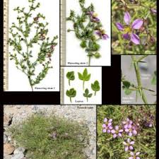 Image result for Zygophyllaceae