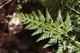 Image result for Asplenium adiantum-nigrum