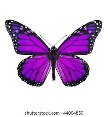 Search for purple butterfly flying in these categories. Suchen Sie Nach Purple Butterfly Isolated On White Background Stockbildern In Hd Und Millionen Weiteren Lizenzfreien Stockfotos Illustrationen Und Vektorgrafiken In Der Shutterstock Kollektion Jeden Tag Werden Tausende Neue Hochwertige Bilder