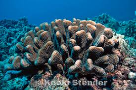 Image result for Corallocarpus poissonii