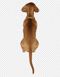 Vizsla welpenhund beschämende hunderasse meme, welpe, tier, tiere, rasse png. Vizsla Redbone Coonhound Hunderasse Welpe Tiere Schwarz Und Tan Coonhound Rasse Png Pngwing