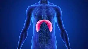 Jul 24, 2021 · stomach ribs lungs picture: While Our Lungs Lie In Our Chest Area Why Is It That It S The Stomach That Expands When We Inhale Quora