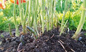 According to cornell university, asparagus (asparagus officianalis) grows perennially within u.s. How To Grow Asparagus Salife