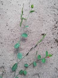 Image result for Phyllanthus ovalifolius