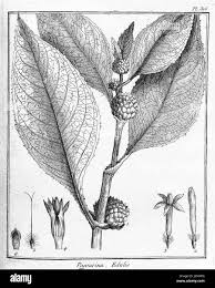 Image result for Sapotaceae