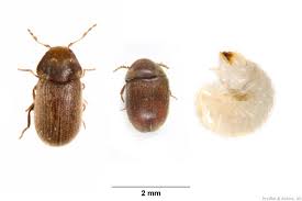 In ermangelung von lebensmittelvorräten, macht sich der brotkäfer überdies über bücher und dokumente her. Brotkafer Tabakkafer Nagekafer Oekolandbau