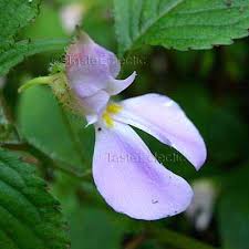 Image result for Impatiens burtonii