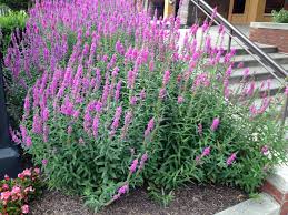 Image result for Lythrum