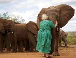 pin by wendy mcdonagh valentine crick on karsiliksiz sevgi elephant david sheldrick wildlife trust sheldrick wildlife trust