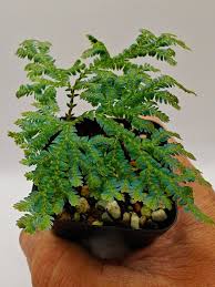 Image result for Selaginella congoensis