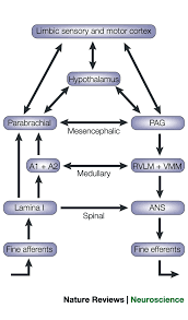 How Do You Feel Interoception The Sense Of The Physiological Condition Of The Body Nature Reviews Neuroscience