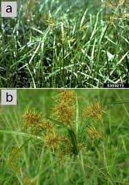 Image result for Cyperus nduru
