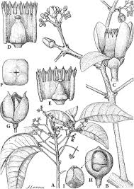 Image result for Pseudobersama mossambicensis