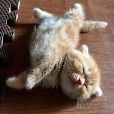 pin by ines beatriz on ネコ cute cats kittens cutest cute baby animals