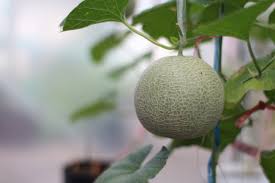 Je aromatischer der duft, desto süßer die melone. Melonen Im Garten Anbauen Pflegen Und Ernten Beetfreunde De