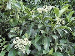 Image result for Gaertnera