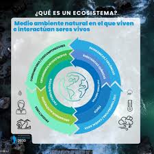 Aprende qué es un ecosistema, cómo se mueven la materia y la energía a través de él y qué lo hace estable. Importancia De Los Ecosistemas Escenarios Hidricos 2030