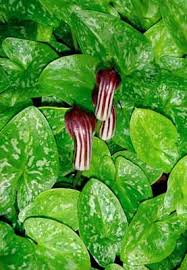Arisarum vulgare is a perennial member of the arisarum genus in the family araceae. Arisarum Vulgare New Zealand Plant Conservation Network