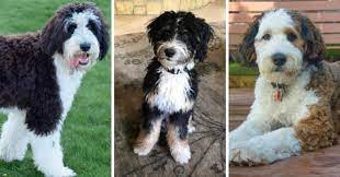 The bernedoodle is also known as the bernese mountain poo cross is a fluffy, clever, goofy, loyal, and. Bernedoodle Breed Info Bernese Mountain Dog Poodle Mix