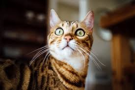 The bengal cat has quite a unique appearance that you can use for inspiration when finding a name. 105 Exotic Names For Bengal Cats Cat Mania