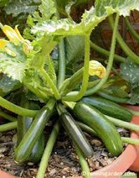 Pick the zucchini when you can dent its skin with a fingernail. Pin On Frutas Y Verduras