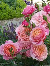According to mywot and google safe browsing analytics, jmorrisflowers.com is quite a safe domain with no visitor reviews. Galatea On Twitter Beautiful Rose Flowers Beautiful Roses Pretty Flowers