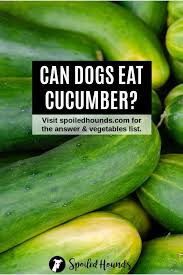 We did not find results for: Vegetables Dogs Can Eat And Vegetables Harmful To Dogs Can Dogs Eat Can Dogs Eat Carrots Vegetables