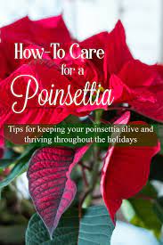 How To Care For A Poinsettia Plus Free Printable Poinsettia Care Gift Tags Poinsettia Care Poinsettia Plant Flower Pot Design